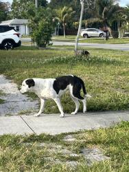 Found/Stray Unknown Other last seen Near nw 134 st Miami Fl 33167, Opa-locka, FL 33054