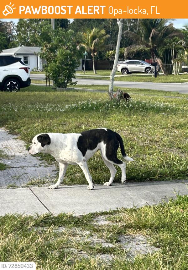 Found/Stray Unknown Other last seen Near nw 134 st Miami Fl 33167, Opa-locka, FL 33054