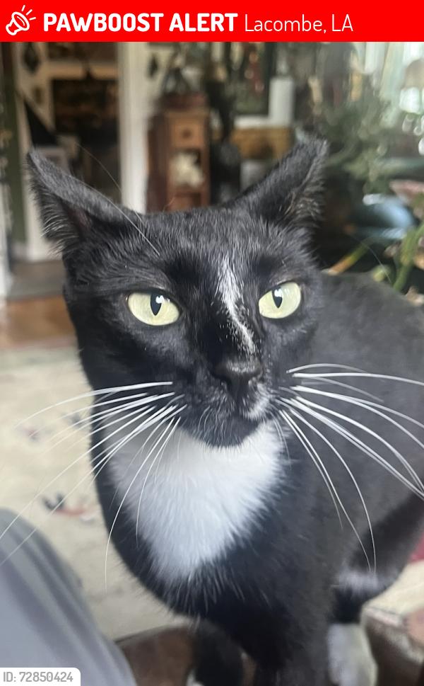 Lost Female Cat last seen Palmer rd, Lacombe, LA 70445