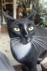 Lost Female Cat last seen Palmer rd, Lacombe, LA 70445
