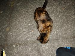 Found/Stray Unknown Cat last seen Peninsula park, Portland, OR 97217