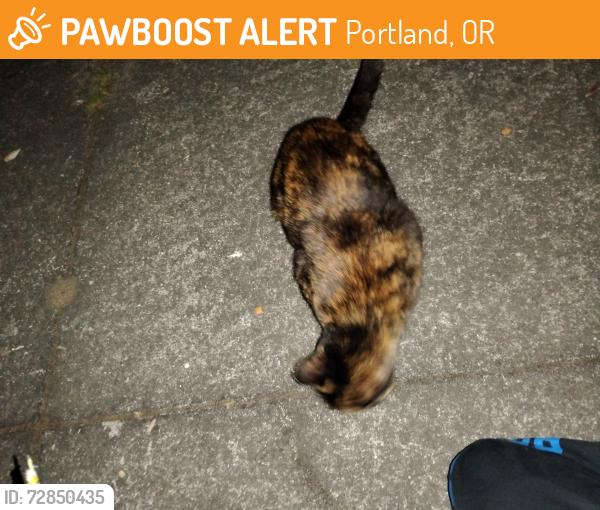 Found/Stray Unknown Cat last seen Peninsula park, Portland, OR 97217