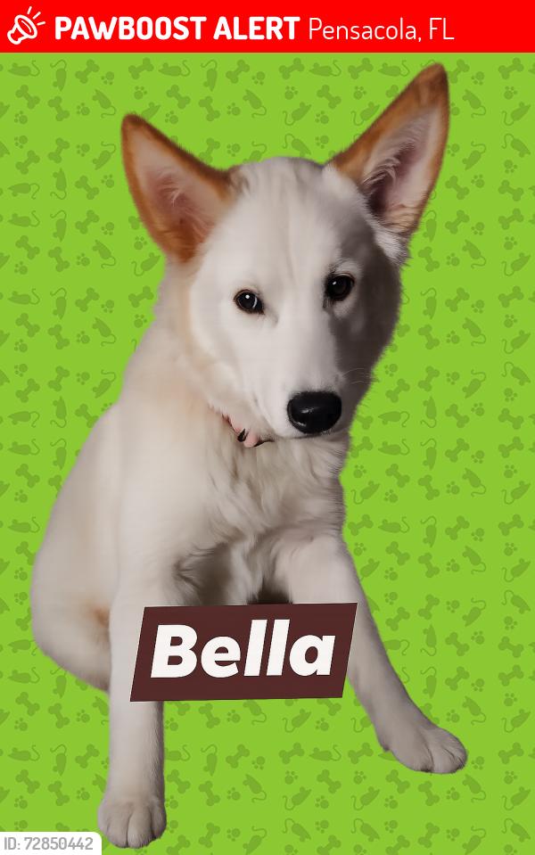 Lost Female Dog last seen Lillian Hwy and Jocelyn Rd, Pensacola, FL 32506