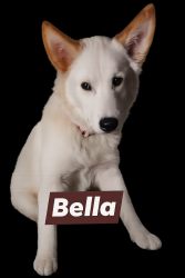 Lost Female Dog last seen Lillian Hwy and Jocelyn Rd, Pensacola, FL 32506