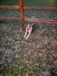 Found/Stray Female Dog last seen Denman Park , San Antonio, TX 78229