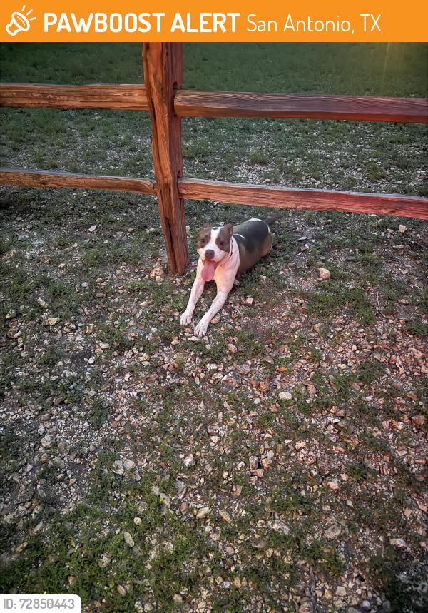 Found/Stray Female Dog last seen Denman Park , San Antonio, TX 78229