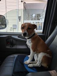 Reunited Male Dog last seen Somewhere between horst and the paintball place, New Waterford, OH 44445