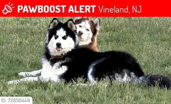 Lost Female Dog last seen Grant Ave in Vineland, Vineland, NJ 08631