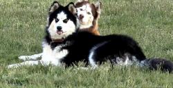 Lost Female Dog last seen Grant Ave in Vineland, Vineland, NJ 08631