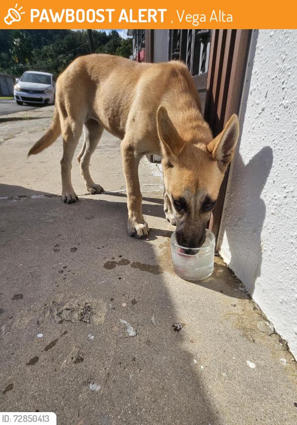 Found/Stray Female Dog last seen Calle E, , Vega Alta 00692