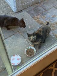 Found/Stray Unknown Cat last seen Nearest cross street is Briarwood Drive , Matawan, NJ 07747