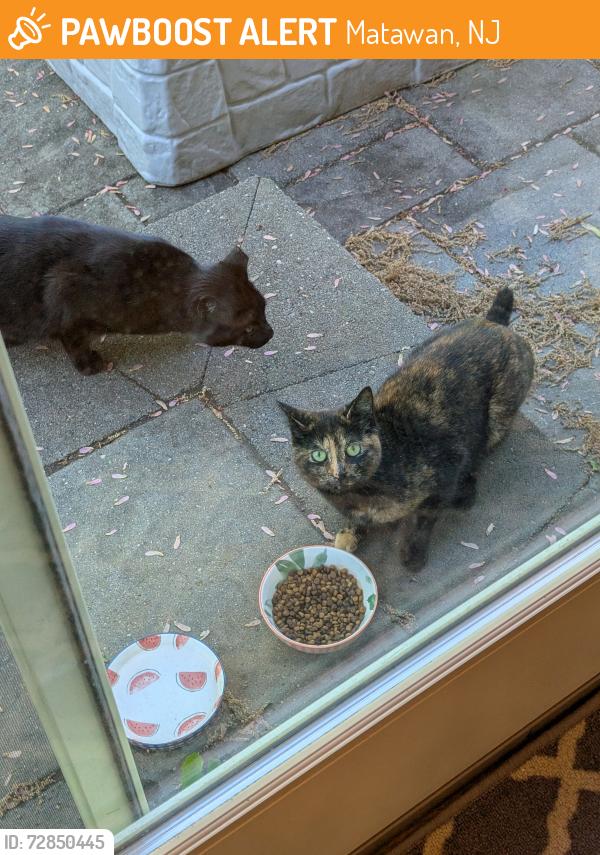 Found/Stray Unknown Cat last seen Nearest cross street is Briarwood Drive , Matawan, NJ 07747