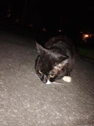 Found/Stray Unknown Cat last seen Peninsula park, Portland, OR 97217