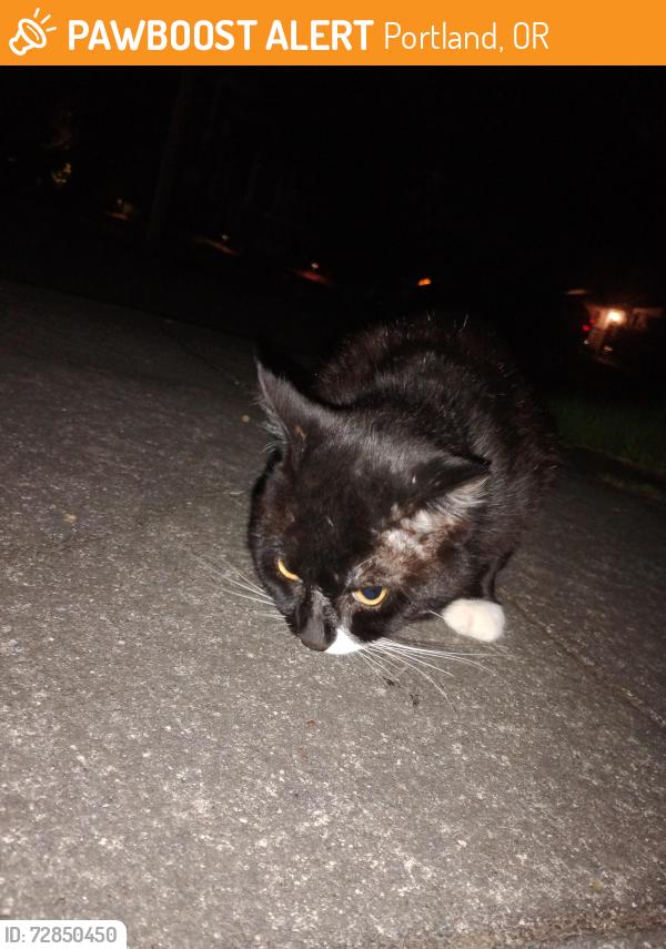 Found/Stray Unknown Cat last seen Peninsula park, Portland, OR 97217