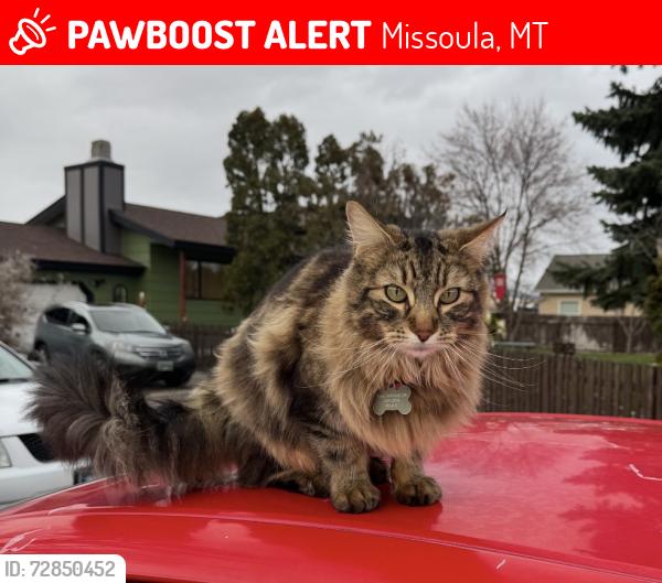 Lost Male Cat last seen Shindig Dr, Mullan Road, Missoula, MT 59808