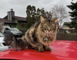 Lost Male Cat last seen Shindig Dr, Mullan Road, Missoula, MT 59808
