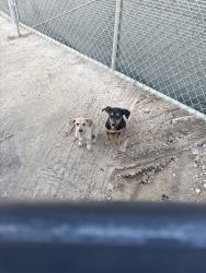 Found/Stray Male Dog last seen Near an empty construction site in HTX, San Antonio, TX 78207