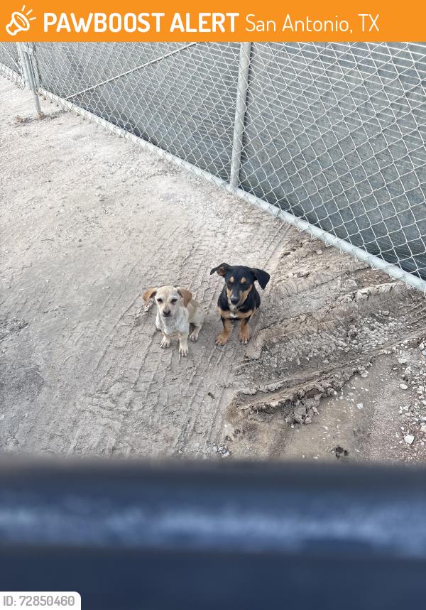 Found/Stray Male Dog last seen Near an empty construction site in HTX, San Antonio, TX 78207