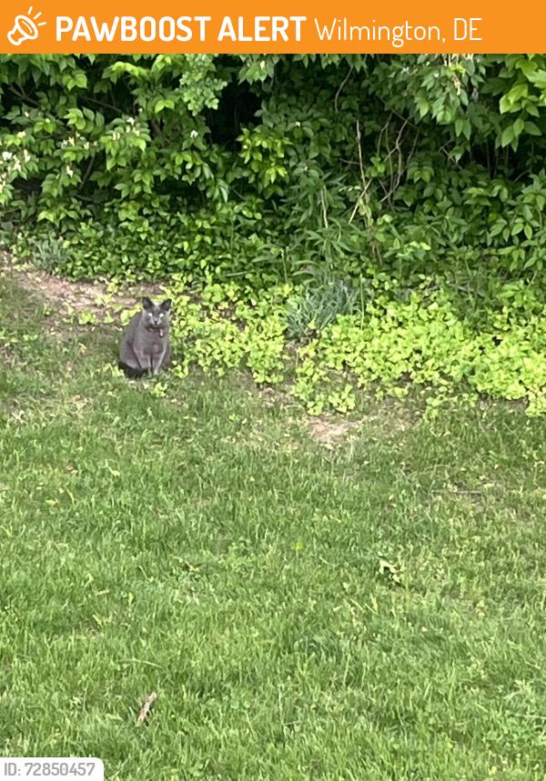 Found/Stray Unknown Cat last seen Back yard, Wilmington, DE 19803