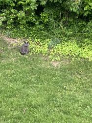 Found/Stray Unknown Cat last seen Back yard, Wilmington, DE 19803