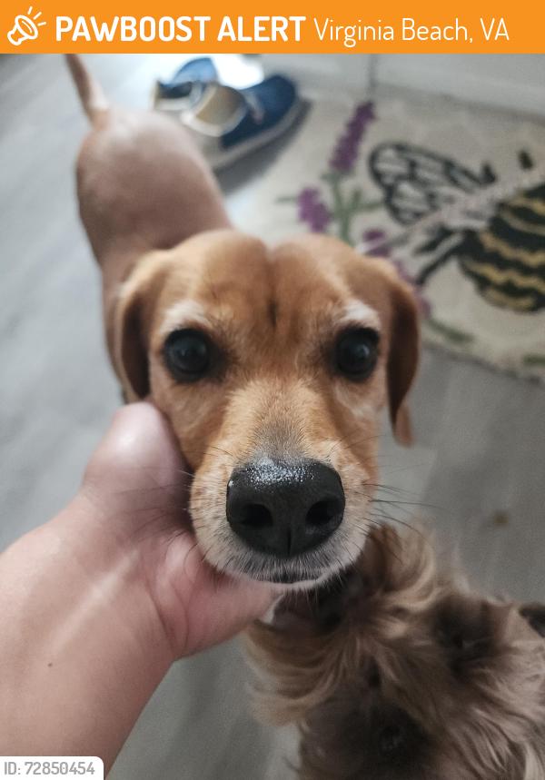 Found/Stray Female Dog last seen Cameron crossing cndmnium, Virginia Beach, VA 23453