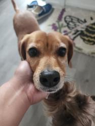 Found/Stray Female Dog last seen Cameron crossing cndmnium, Virginia Beach, VA 23453