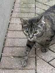 Reunited Female Cat last seen Liberty and Summit near Lords Park, Elgin, IL 60120