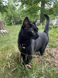 Lost Male Cat last seen Glenn Bridge and New Rockwood Rd in Arden, Arden, NC 28704
