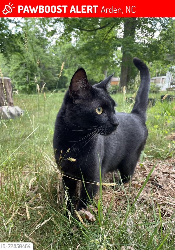 Lost Male Cat last seen Glenn Bridge and New Rockwood Rd in Arden, Arden, NC 28704
