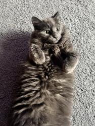 Lost Female Cat last seen Last seen at 18343 97th st se Becker MN, Becker, MN 55308