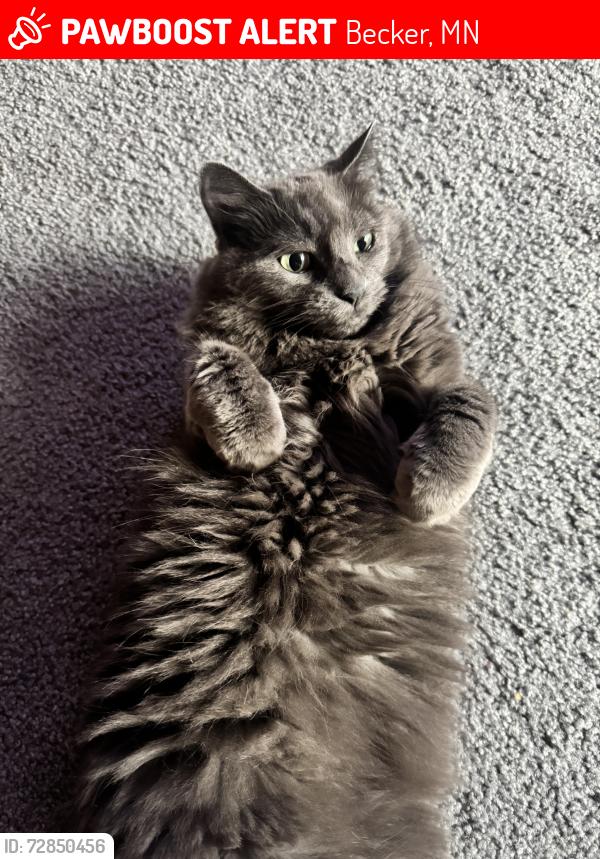 Lost Female Cat last seen Last seen at 18343 97th st se Becker MN, Becker, MN 55308