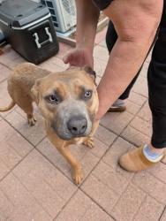 Found/Stray Female Dog last seen Near lochbrae rd Sacramento, ca 95815, Sacramento, CA 95815