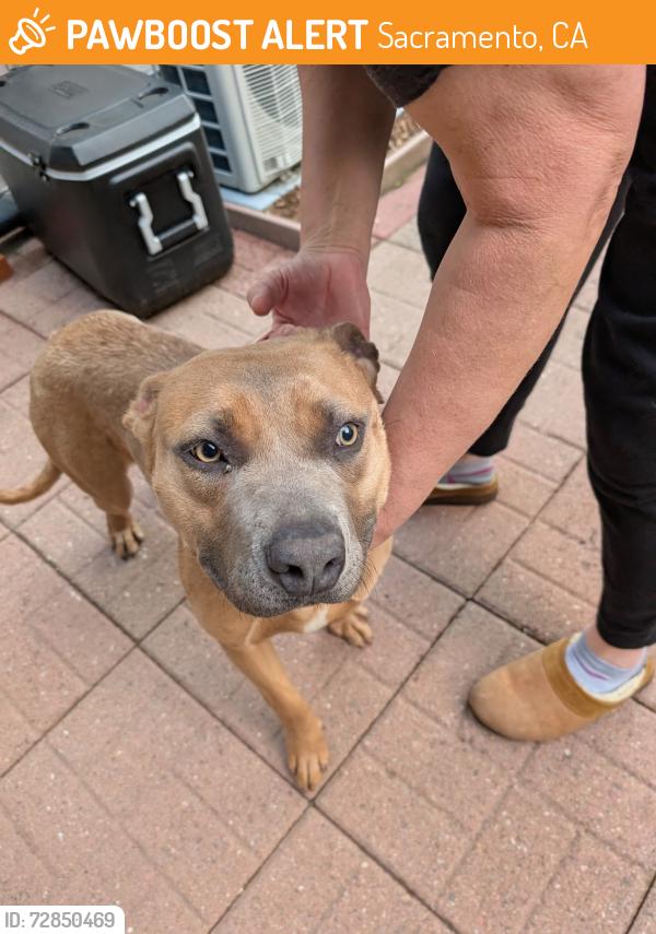 Found/Stray Female Dog last seen Near lochbrae rd Sacramento, ca 95815, Sacramento, CA 95815