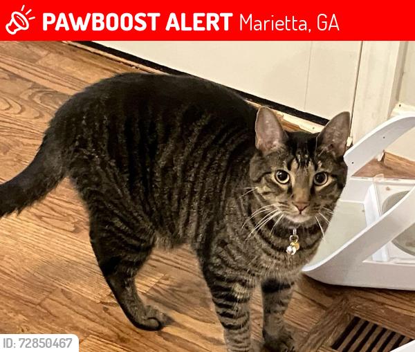 Lost Male Cat last seen Timber Ridge elementary, Marietta, GA 30068