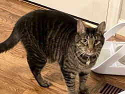 Lost Male Cat last seen Timber Ridge elementary, Marietta, GA 30068