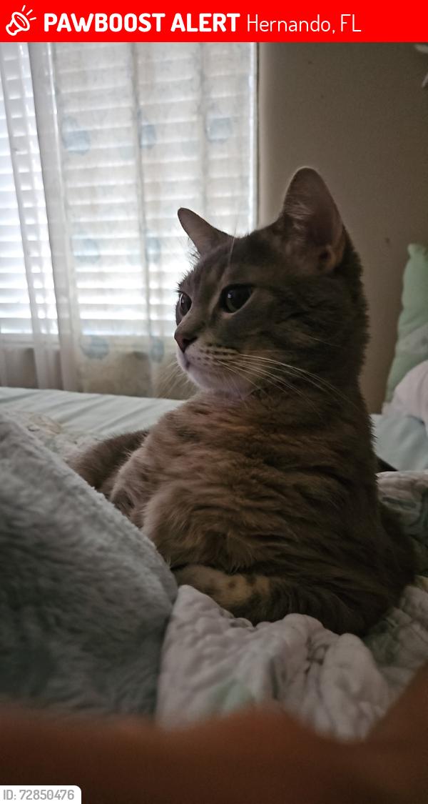 Lost Female Cat last seen Near w Pearson st , Hernando, FL 34442
