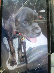 Lost Male Dog last seen Willis TX , Willis, TX 77378