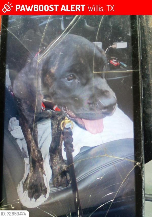 Lost Male Dog last seen Willis TX , Willis, TX 77378