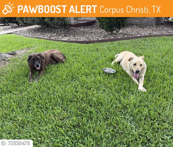 Found/Stray Female Dog last seen Saratoga and West Shea Prkwy, Corpus Christi, TX 78413