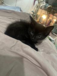 Lost Female Cat last seen West 44th and Augusta in NLR, North Little Rock, AR 72118