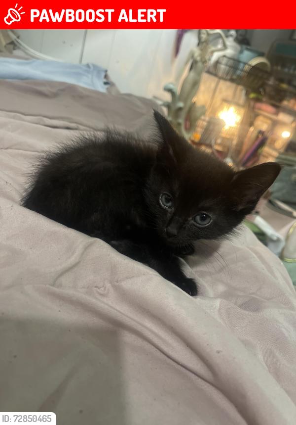 Lost Female Cat last seen West 44th and Augusta in NLR, North Little Rock, AR 72118
