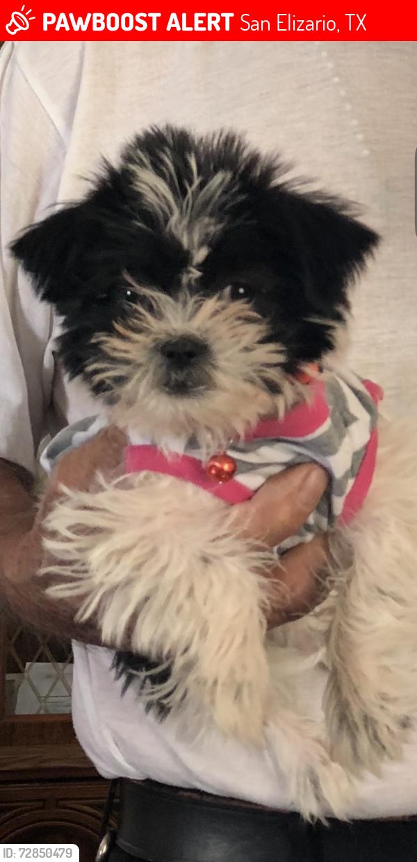 Lost Female Dog last seen Uxmal Rd. and Camino de la Rosa, San Elizario, TX 79849