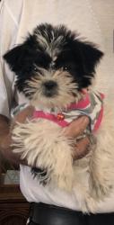 Lost Female Dog last seen Uxmal Rd. and Camino de la Rosa, San Elizario, TX 79849