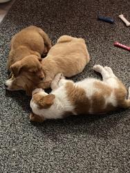 Reunited Female Dog last seen Rocky Ridge Road, Wallace, SC 29596