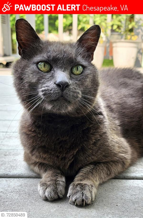 Lost Male Cat last seen Fentress Rd and Hilda Pine Dr, Chesapeake, VA 23322