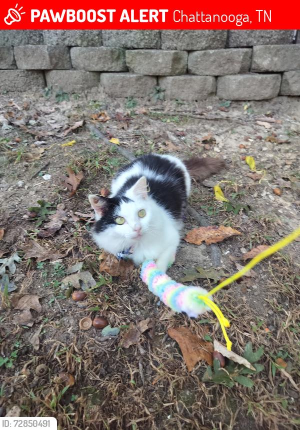 Lost Female Cat last seen Near kellys ferry rd , Chattanooga, TN 37419