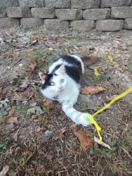 Lost Female Cat last seen Near kellys ferry rd , Chattanooga, TN 37419