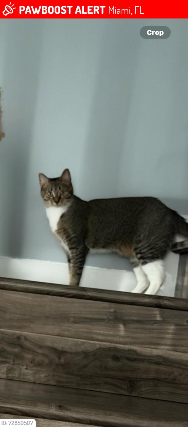 Lost Female Cat last seen The Crossings, Miami, FL 33186