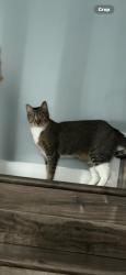 Lost Female Cat last seen The Crossings, Miami, FL 33186