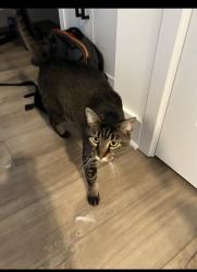 Lost Female Cat last seen Thompson and Senour (Wolf Run neighborhood), Indianapolis, IN 46239